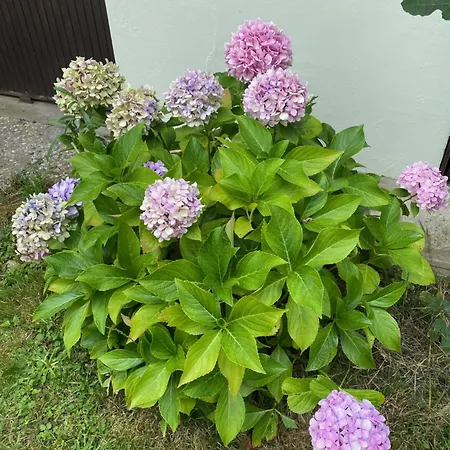 Appartement Avec Jardin