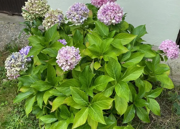 Apartment Lou Galipot Avec Jardin